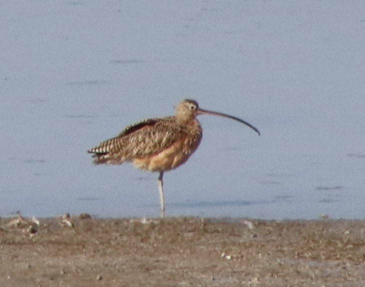Long-billed Curlew - ML615582527