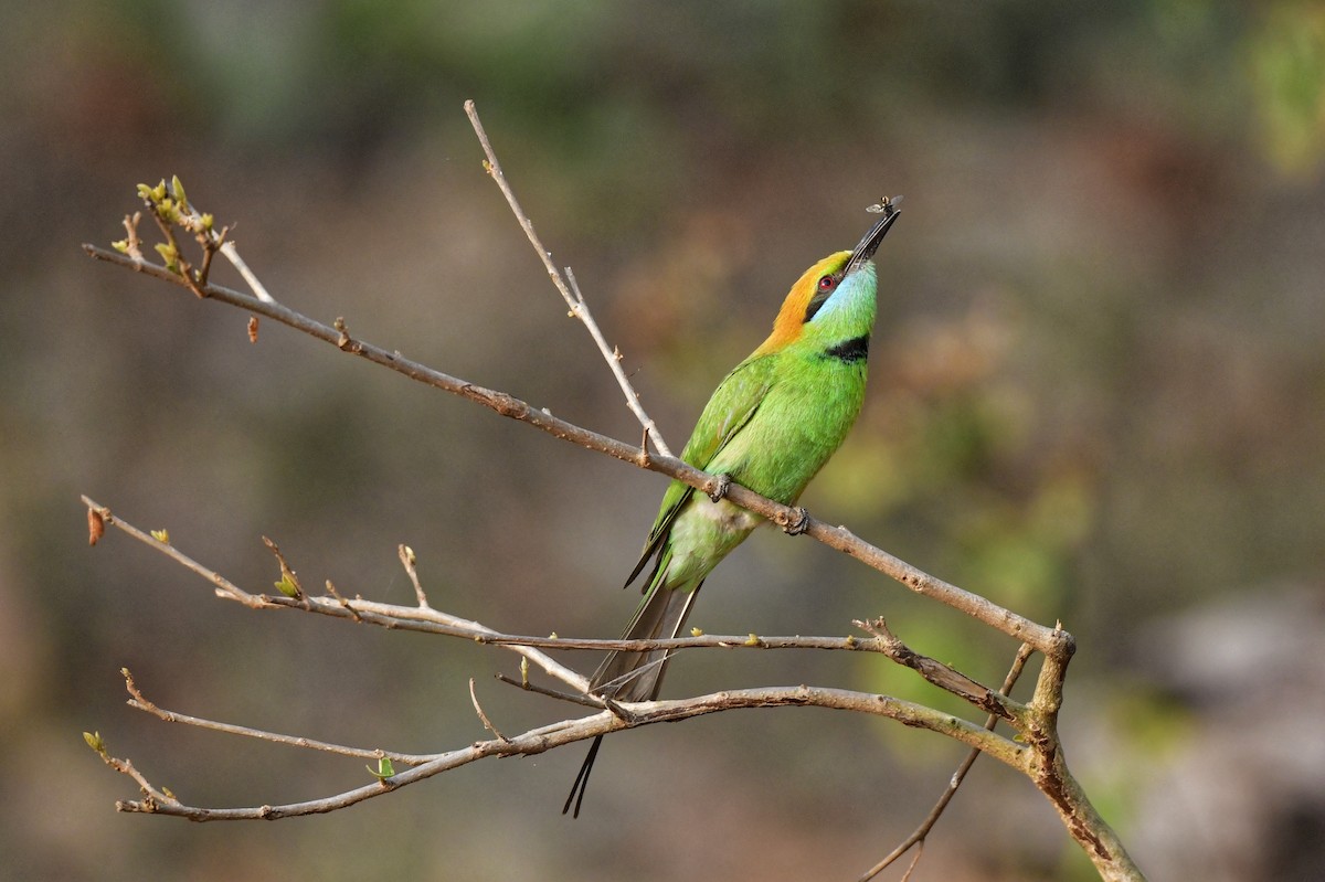 Asian Green Bee-eater - ML615582589