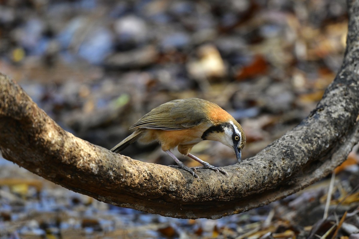 Lesser Necklaced Laughingthrush - ML615582613