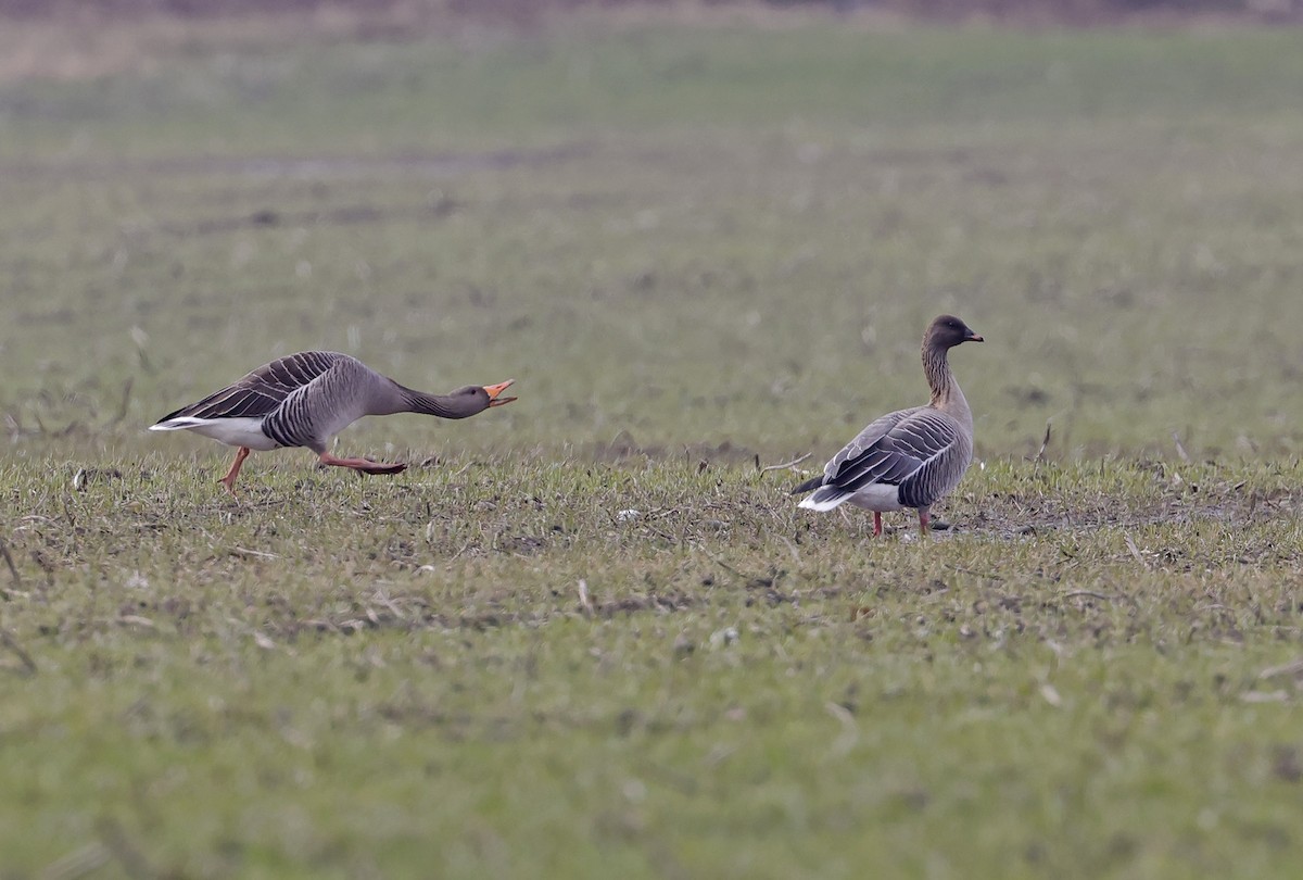 Pink-footed Goose - ML615582626