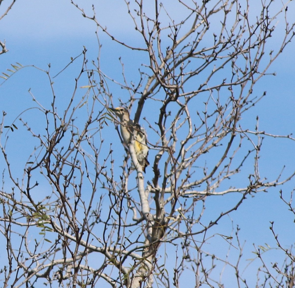 Golden-fronted Woodpecker - ML615582762