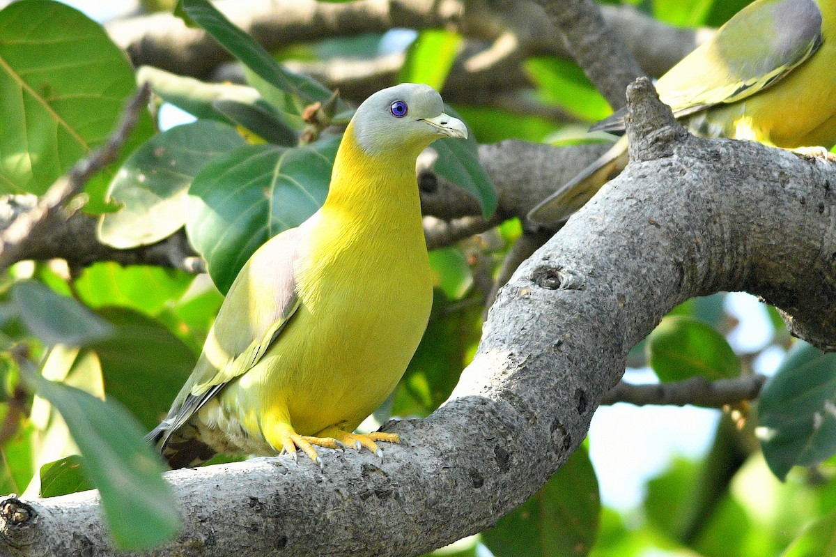 Yellow-footed Green-Pigeon - ML615582811