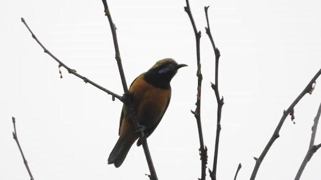 Orange-bellied Leafbird - ML615582846