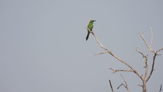 Arabian Green Bee-eater - ML615582885