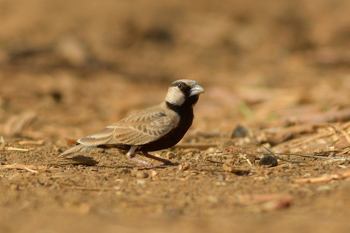 Ashy-crowned Sparrow-Lark - ML615582923