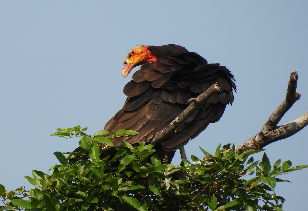 Lesser Yellow-headed Vulture - Carlos Mancera (Tuxtla Birding Club)
