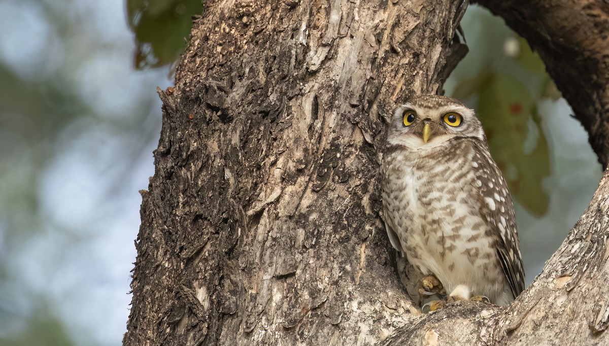 Spotted Owlet - ML615582982