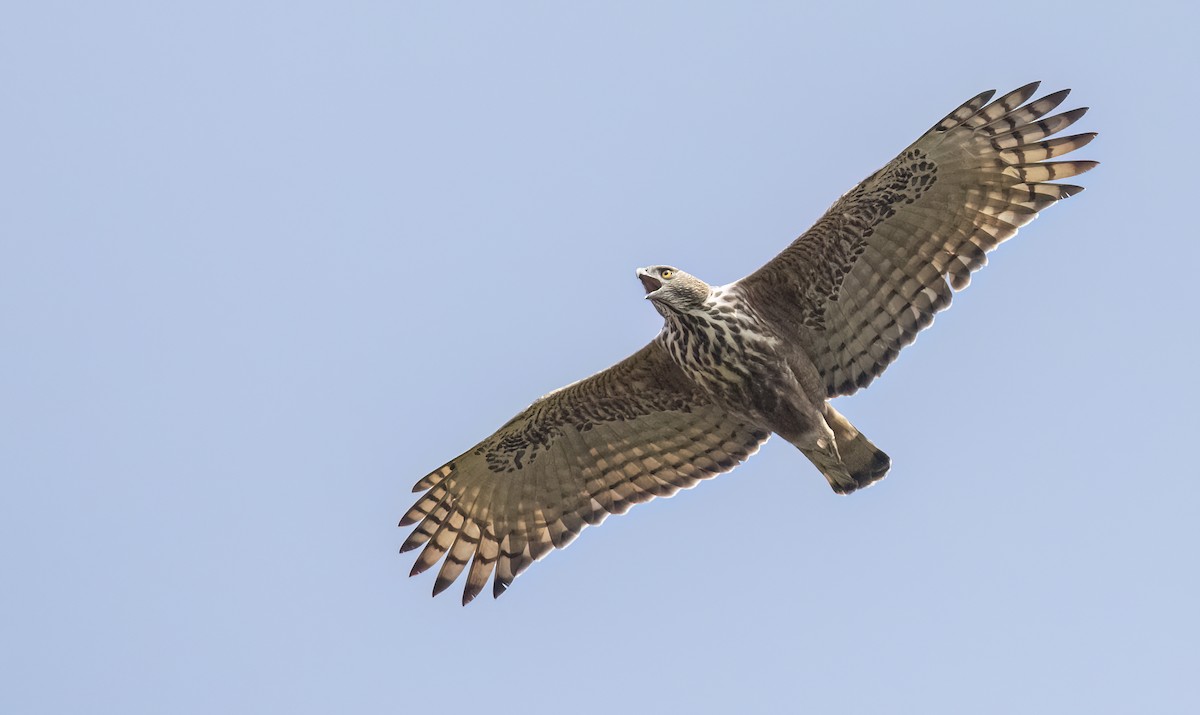 Changeable Hawk-Eagle - George Armistead | Hillstar Nature