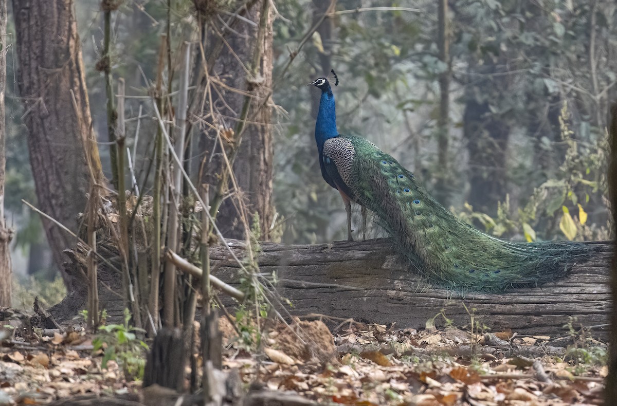 Indian Peafowl - George Armistead | Hillstar Nature