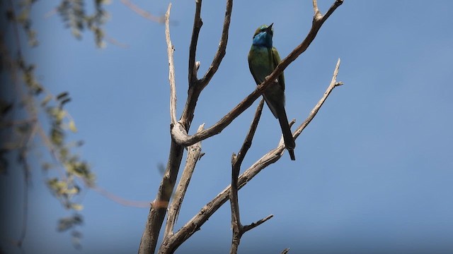 Arabian Green Bee-eater - ML615583133