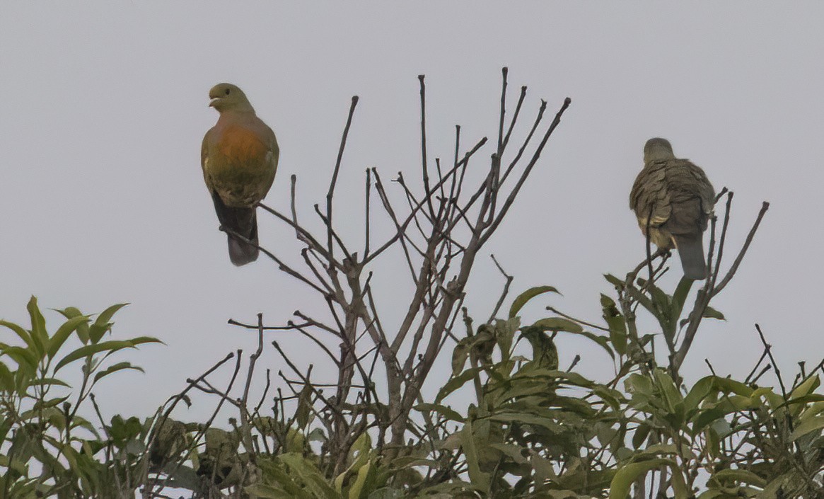 Orange-breasted Green-Pigeon - ML615583176