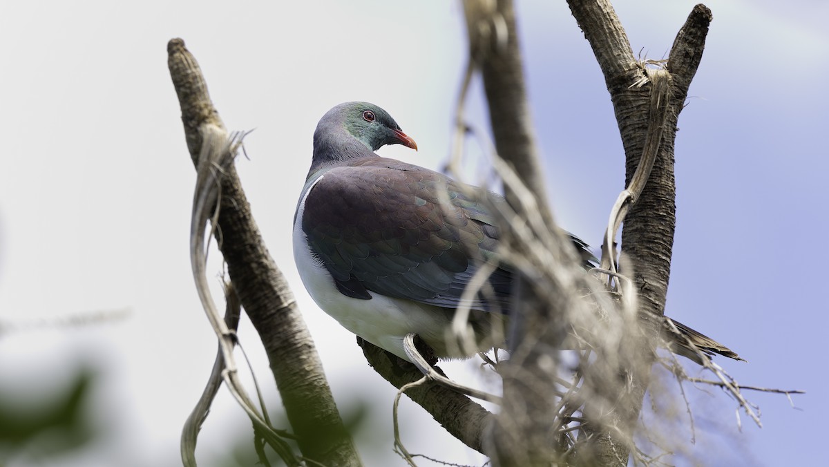 holub maorský (ssp. novaeseelandiae) - ML615583210