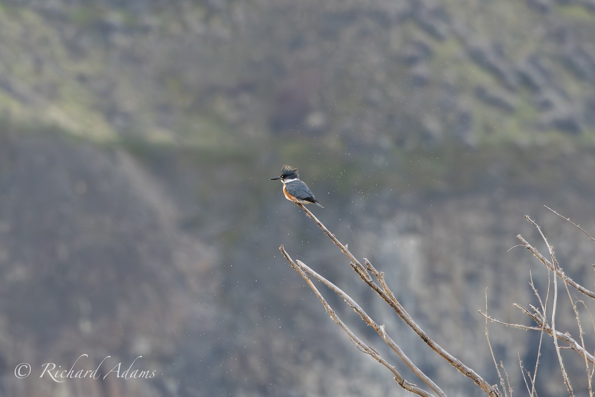 Belted Kingfisher - ML615583256