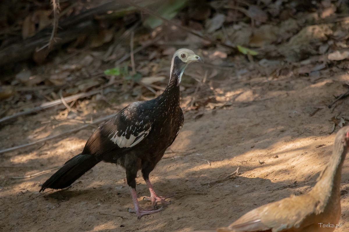 White-throated Piping-Guan - Carlos Maure