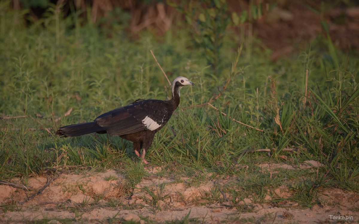 White-throated Piping-Guan - ML615583315