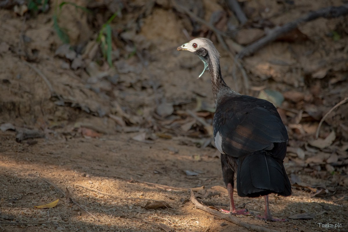 White-throated Piping-Guan - ML615583316