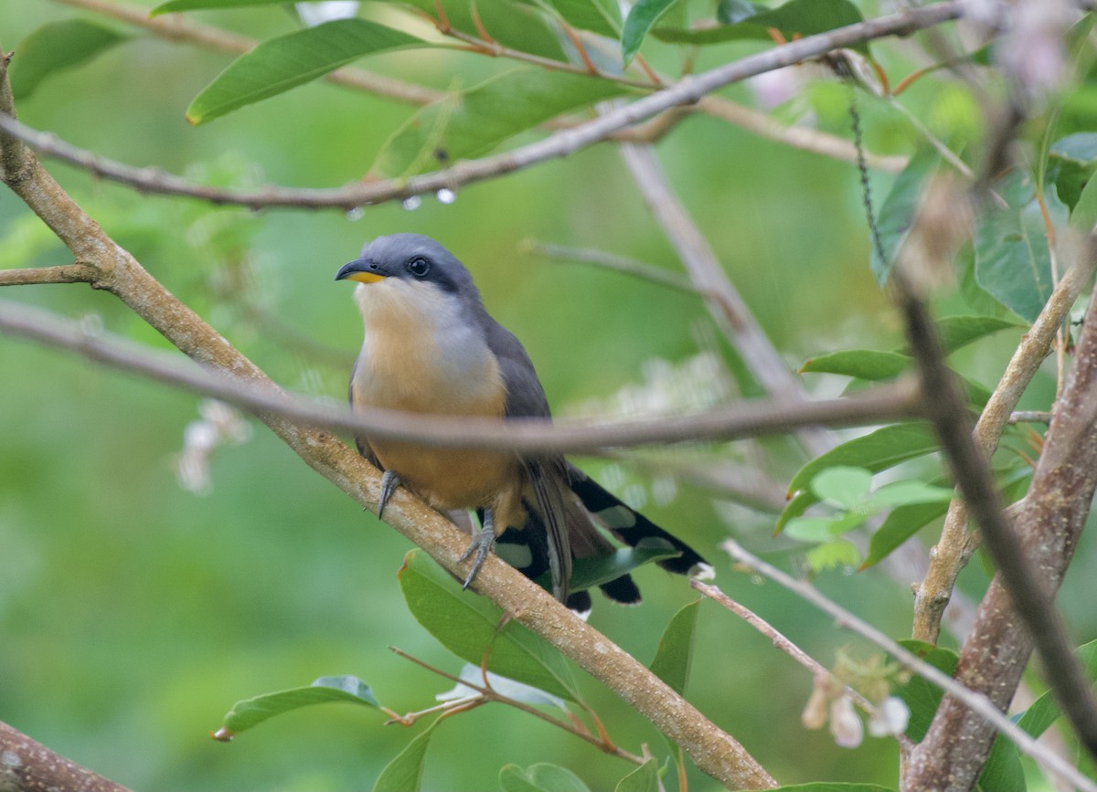 Mangrove Cuckoo - Pamela Bruno
