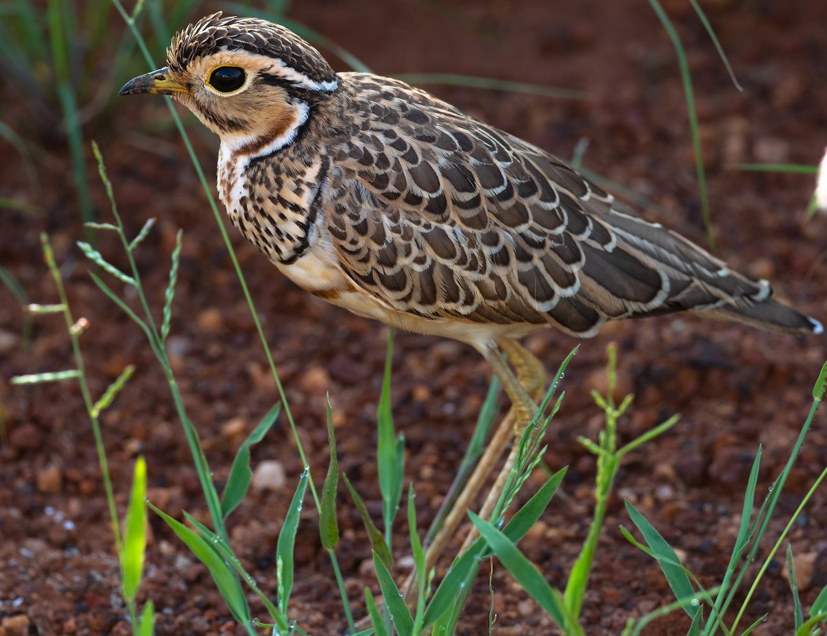 Three-banded Courser - ML615583427