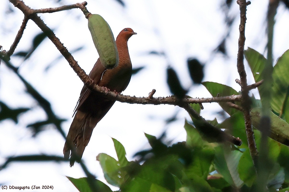 Andaman Cuckoo-Dove - ML615583485