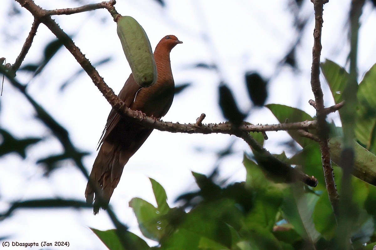 Andaman Cuckoo-Dove - ML615583487
