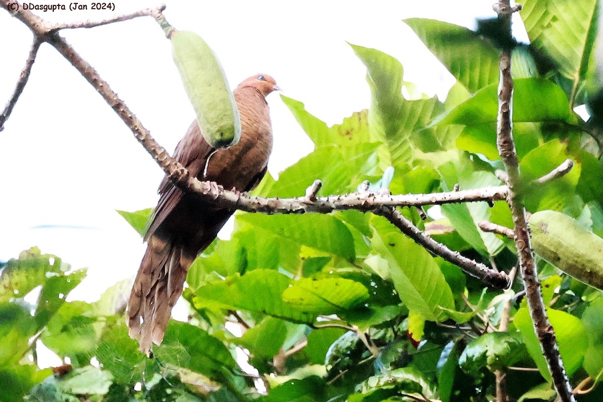 Andaman Cuckoo-Dove - D Dasgupta