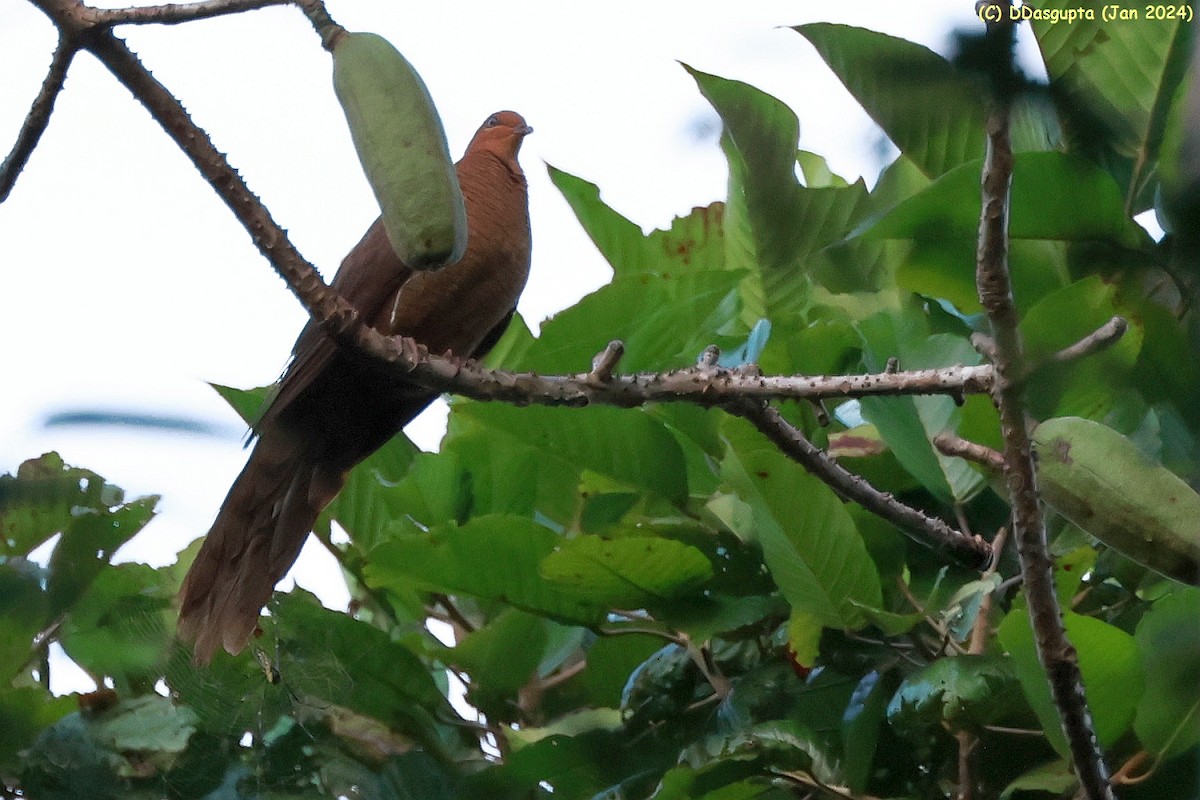 Andaman Cuckoo-Dove - ML615583490