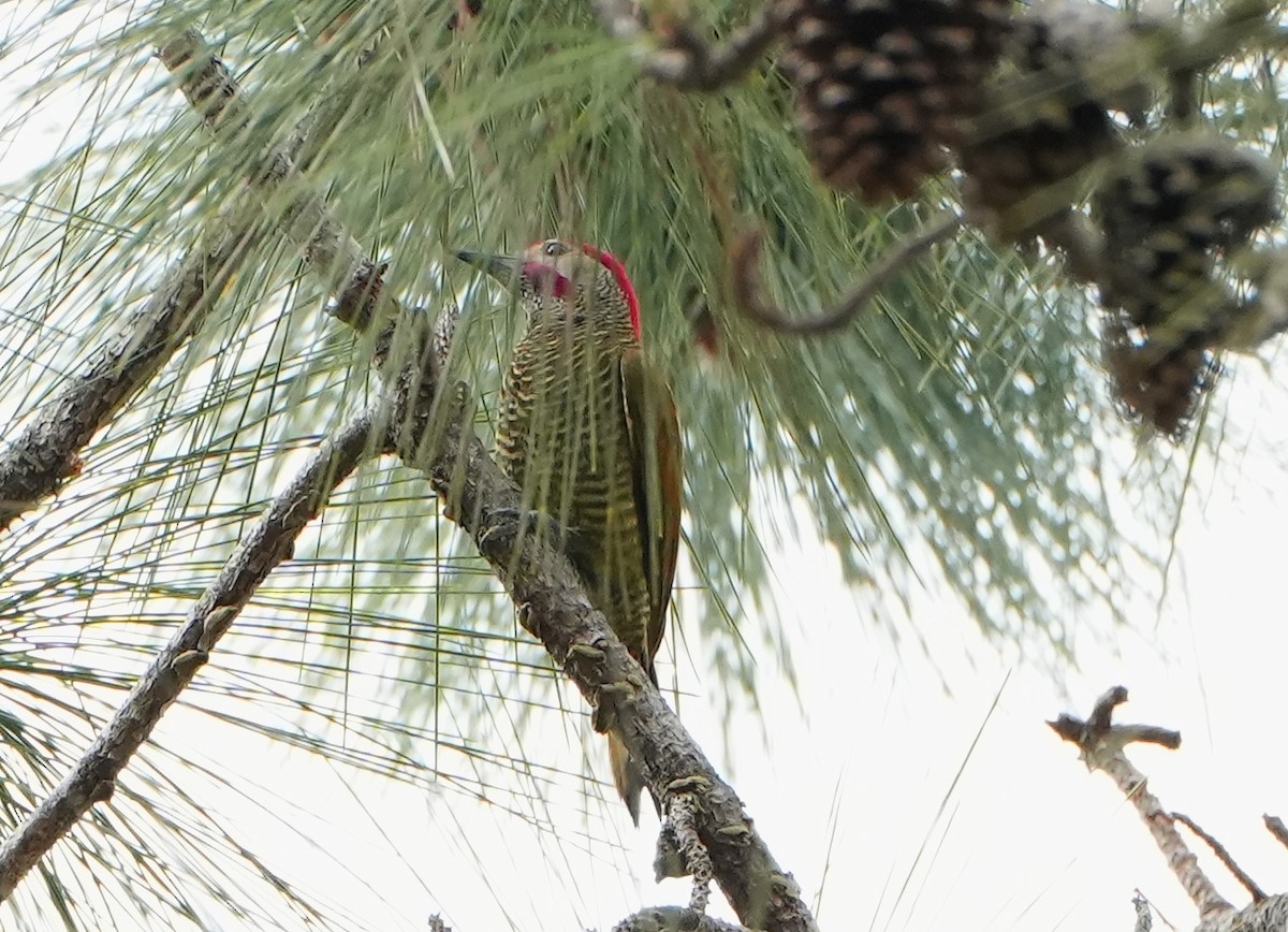 Golden-olive Woodpecker - Jack Maynard