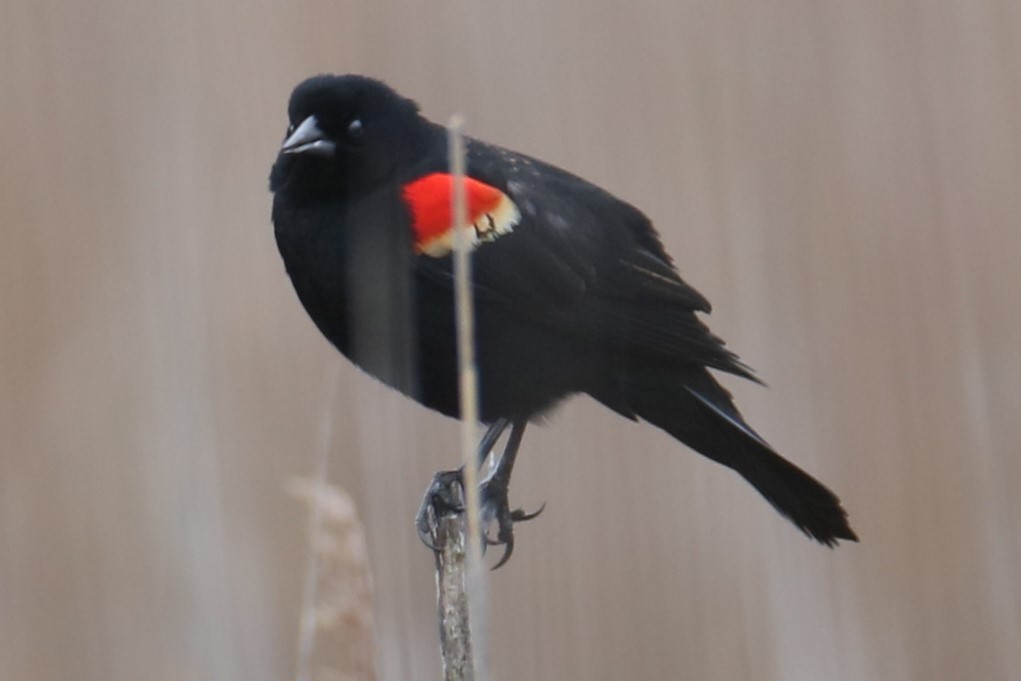 Red-winged Blackbird - ML615583545