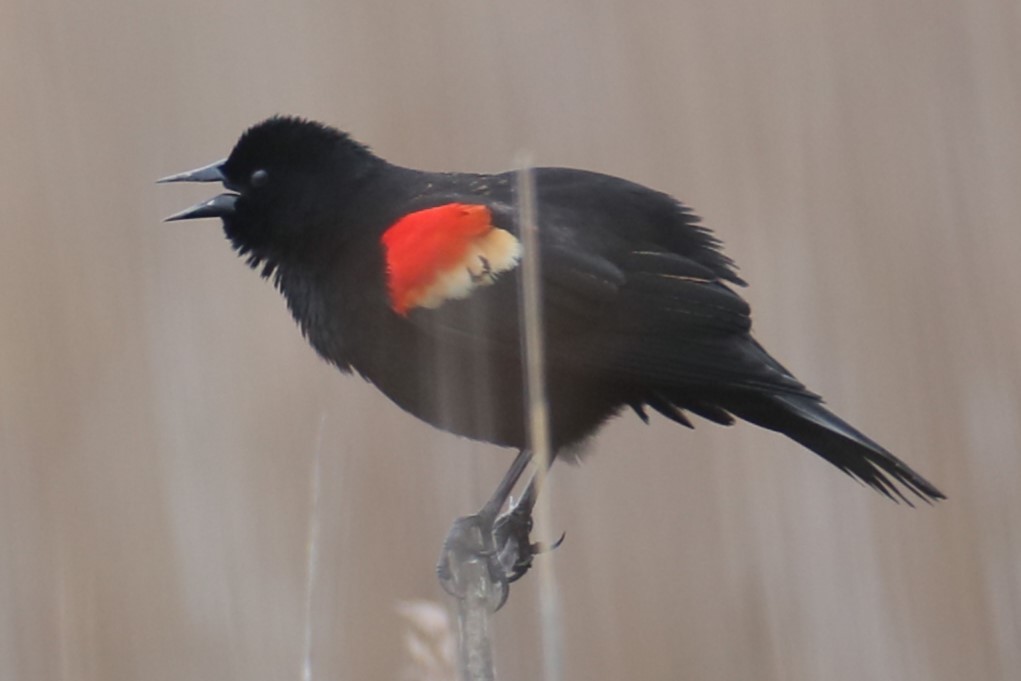Red-winged Blackbird - ML615583562