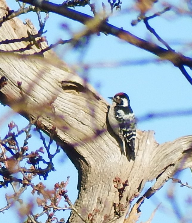 Lesser Spotted Woodpecker - ML615583599