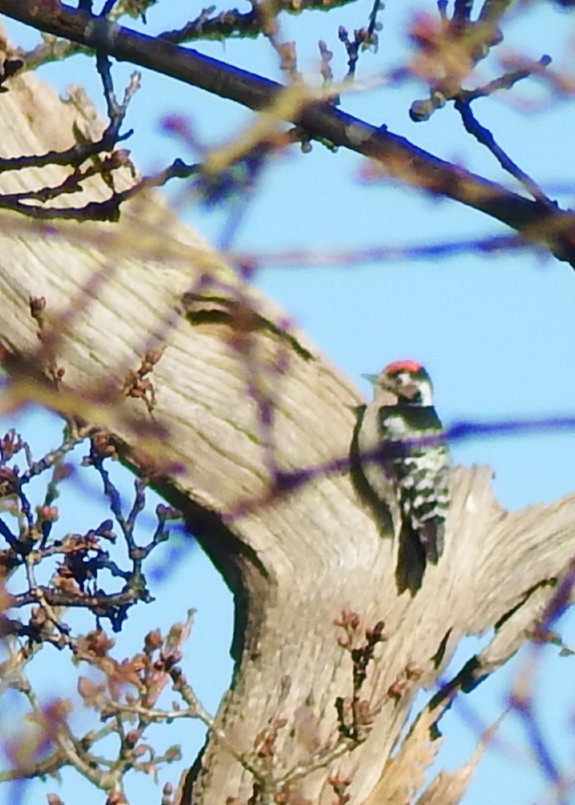 Lesser Spotted Woodpecker - ML615583600
