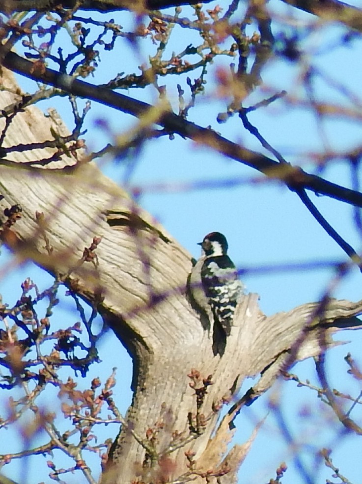 Lesser Spotted Woodpecker - ML615583601