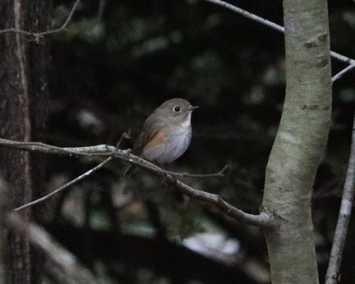 Red-flanked Bluetail - ML615583604