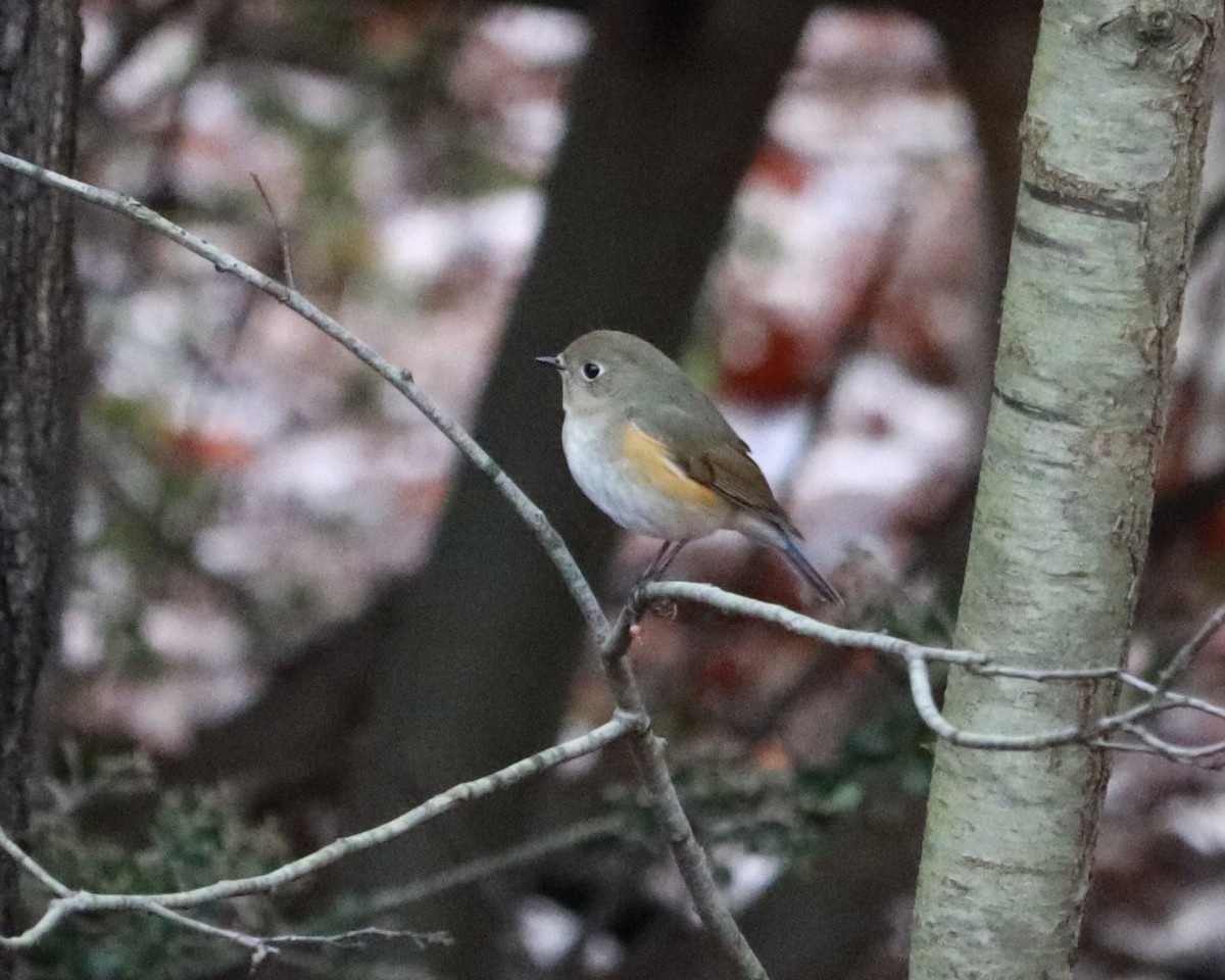 Red-flanked Bluetail - ML615583605