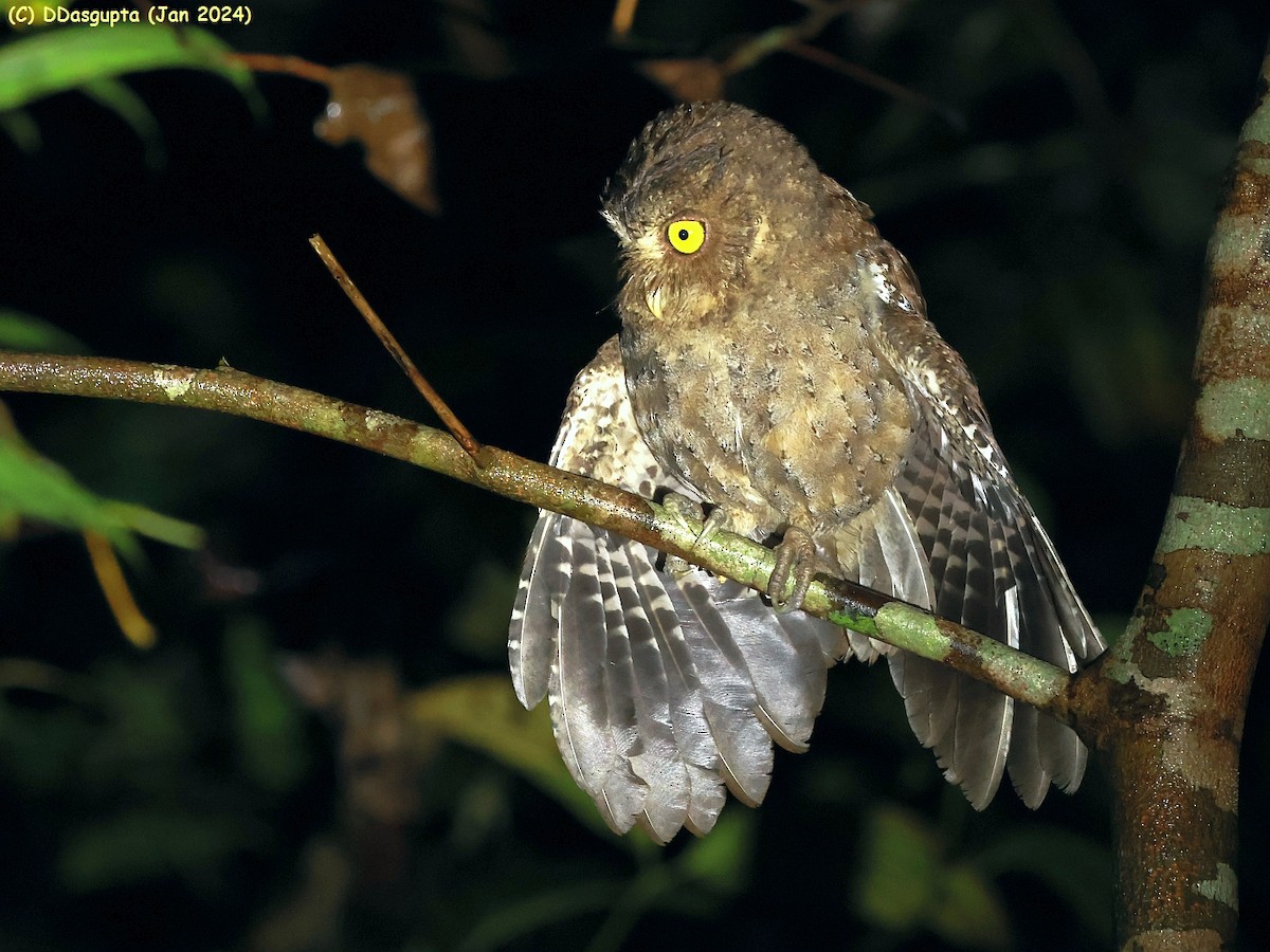 Andaman Scops-Owl - ML615583683