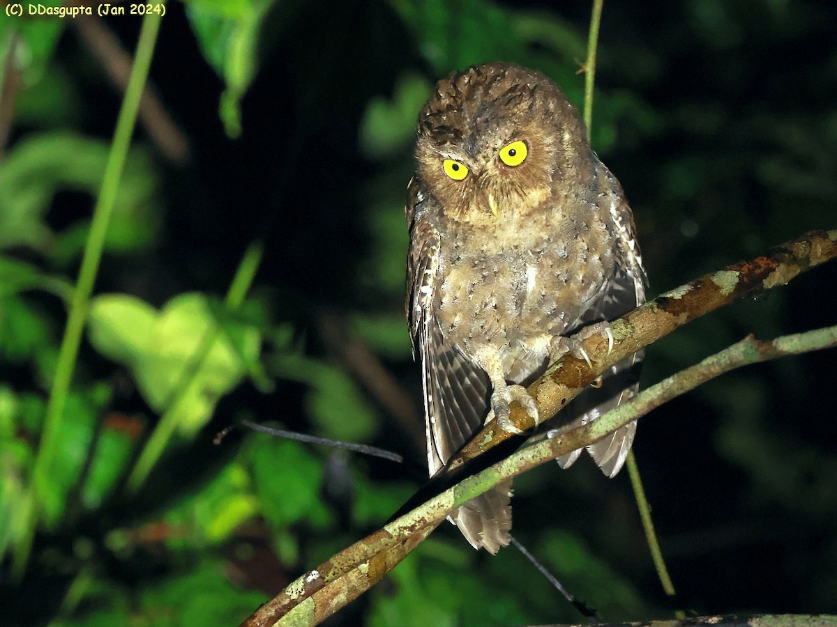 Andaman Scops-Owl - ML615583685