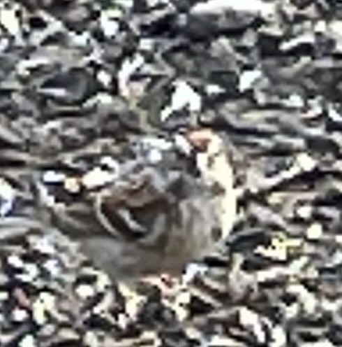 American Tree Sparrow - ML615583713