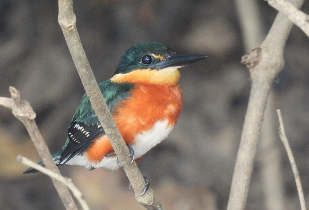 American Pygmy Kingfisher - Carlos Mancera (Tuxtla Birding Club)