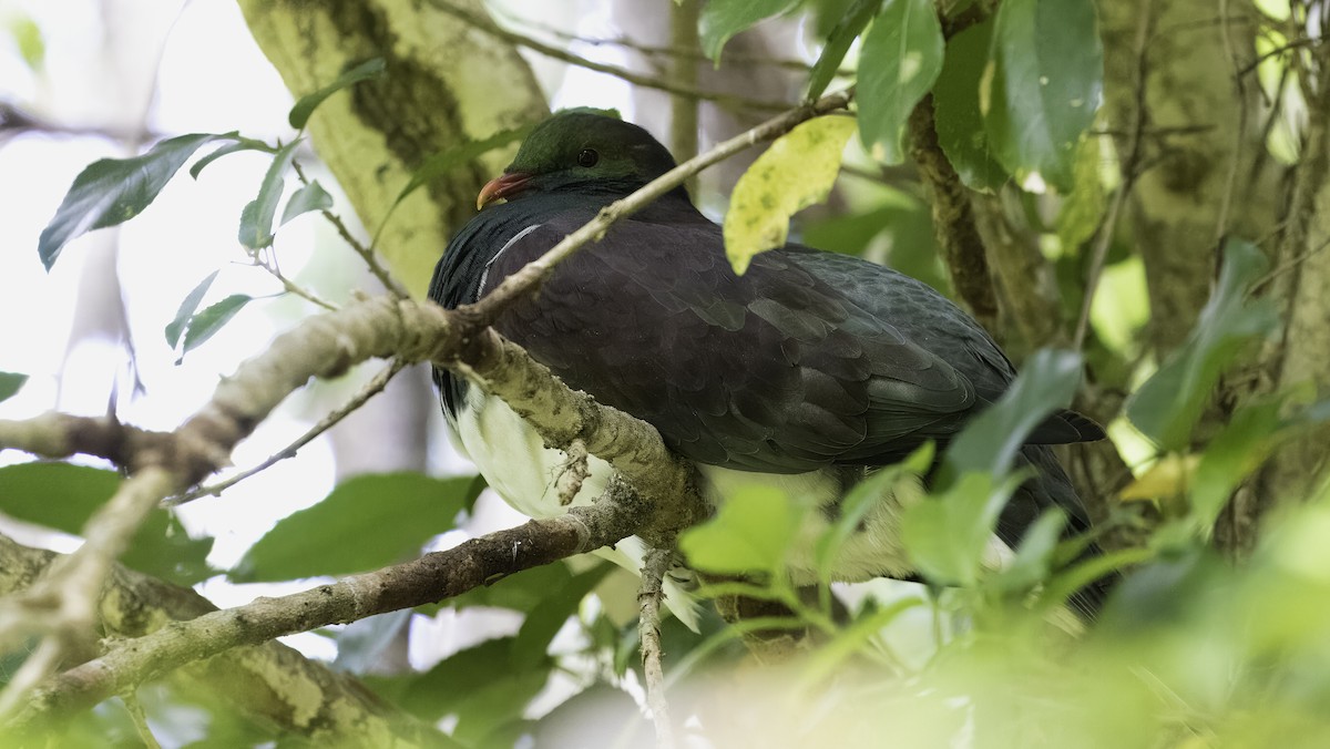 New Zealand Pigeon (New Zealand) - ML615583805