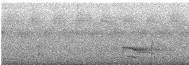 Ak Karınlı Kara Ağaçkakan - ML615583873