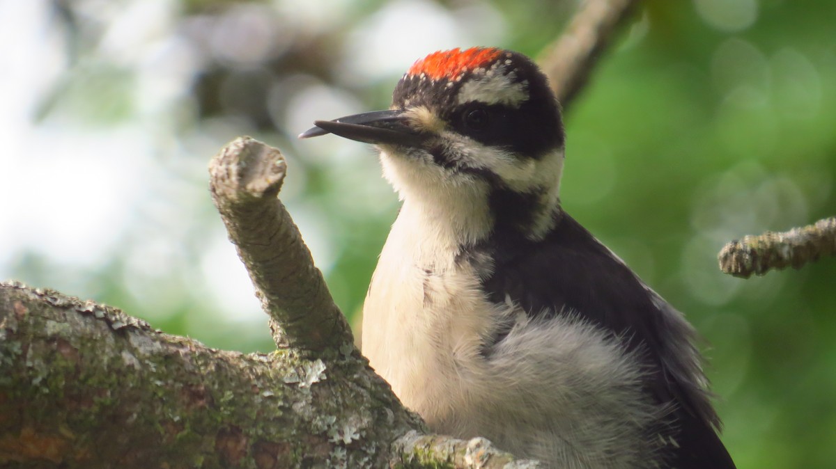 Hairy Woodpecker - Diane Weismiller