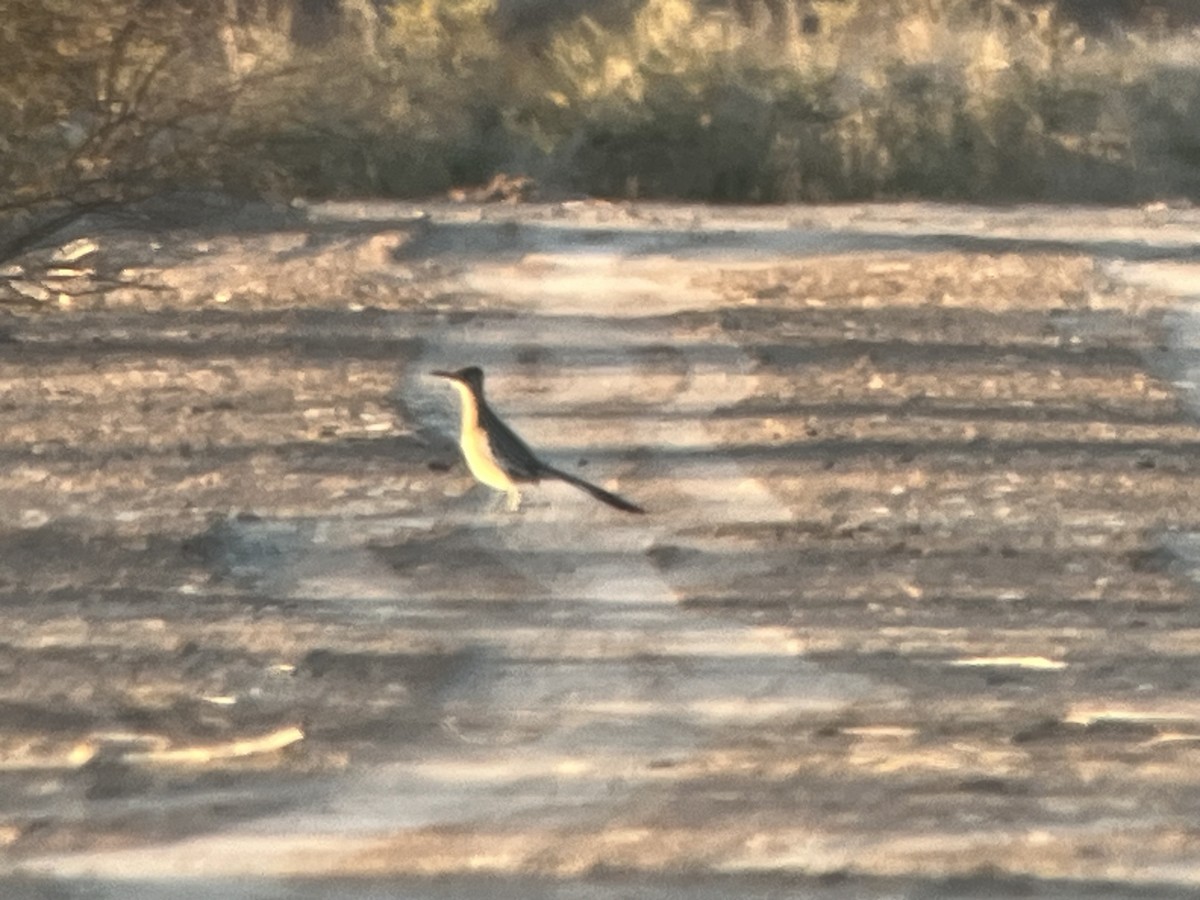 Ebird checklist 3 mar 2024 imperial irrigation district wetland
