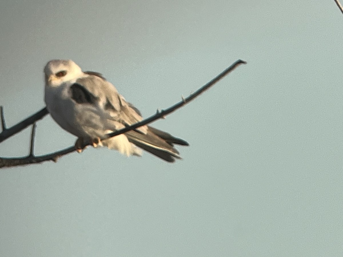 White-tailed Kite - ML615584366