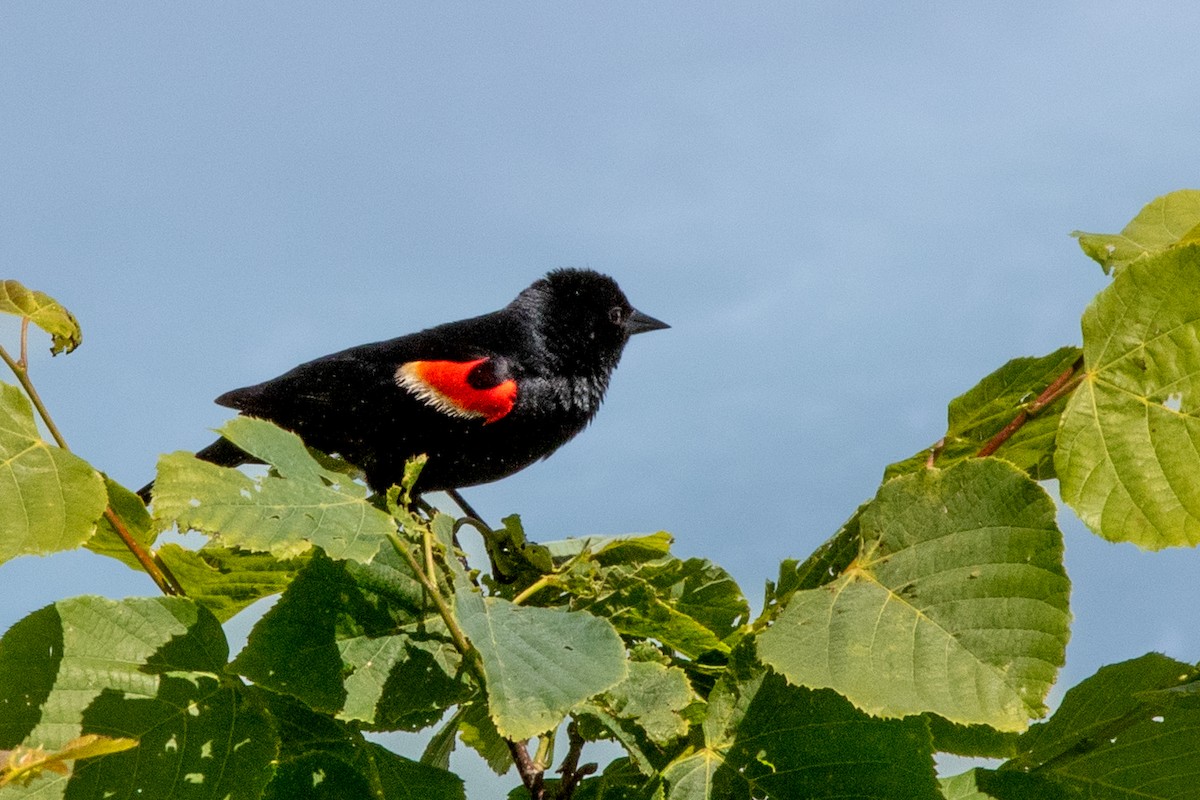 Red-winged Blackbird - ML615584494
