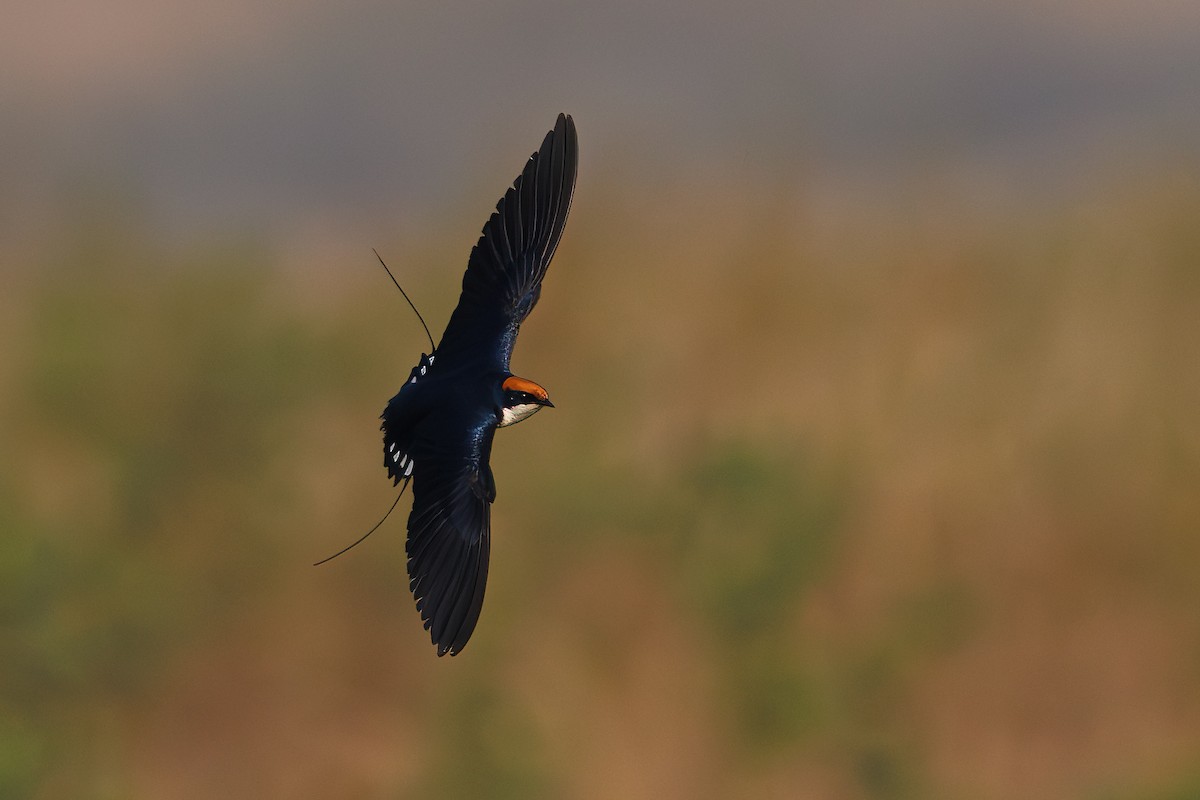 Wire-tailed Swallow - ML615584503