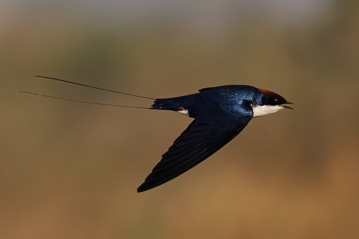 Wire-tailed Swallow - Hari K Patibanda