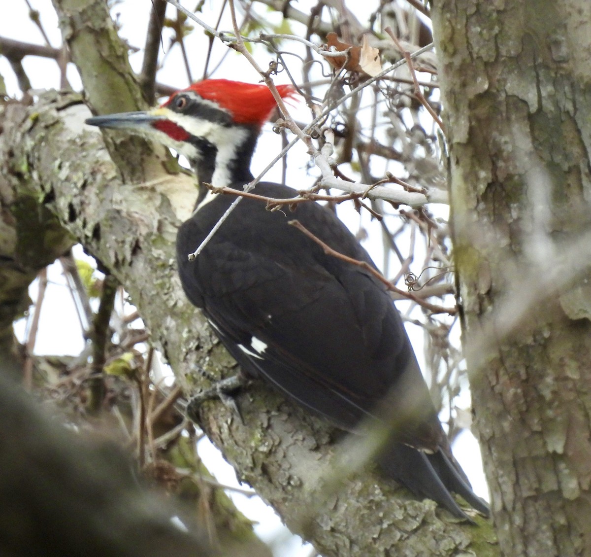 Pileated Woodpecker - ML615584533