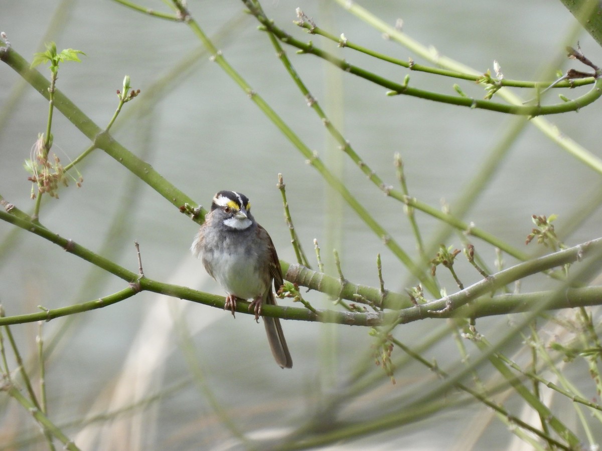 White-throated Sparrow - ML615584594