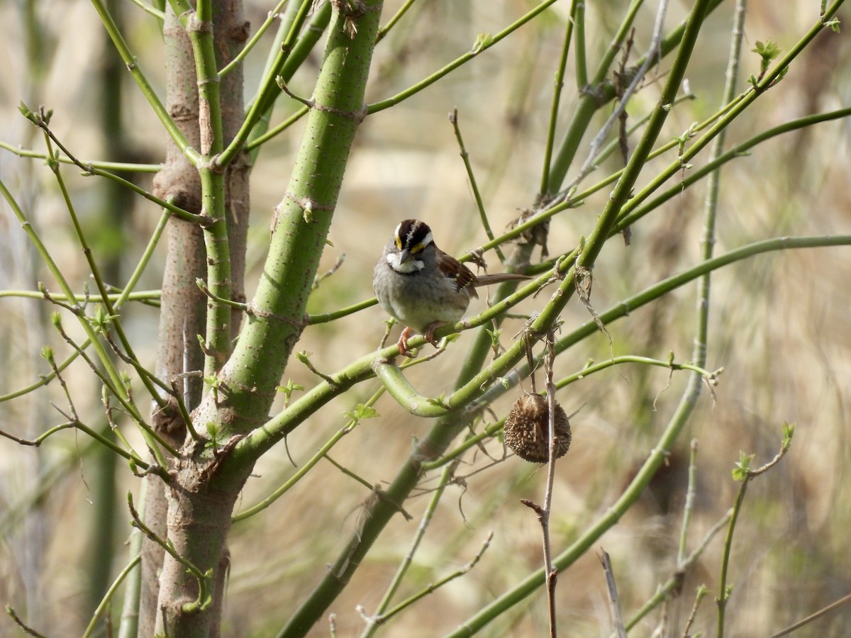 White-throated Sparrow - ML615584595