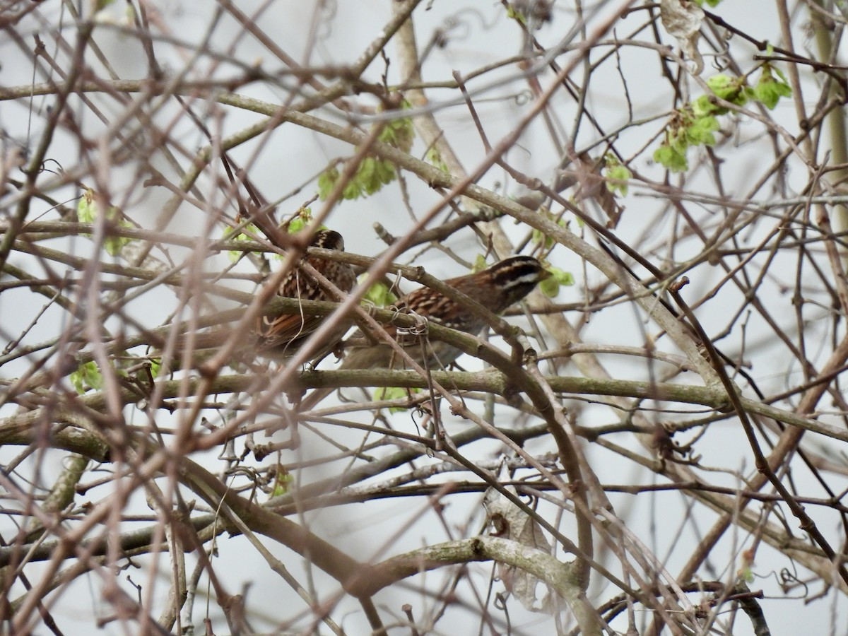 White-throated Sparrow - ML615584596